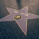 Rin Tin Tin's Star on Hollywood Walk of Fame
