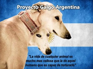 proyecto galgo argentina 1