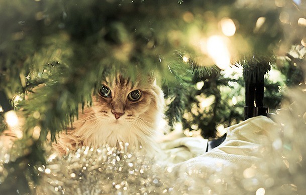 Especial navidad: mascotas y pirotecnia