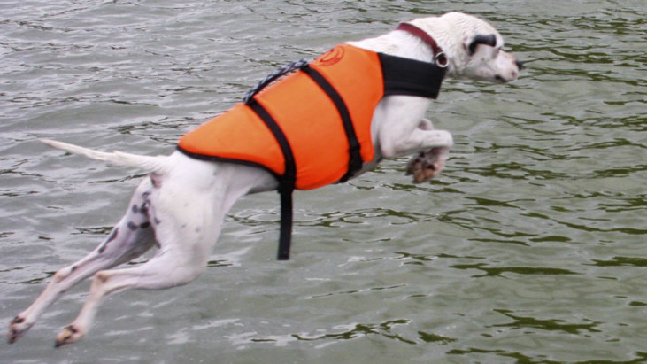 Perros de rescate acuático