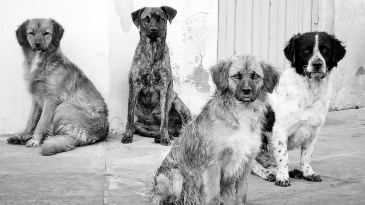 Perros y gatos callejeros: Vecinos “no humanos”