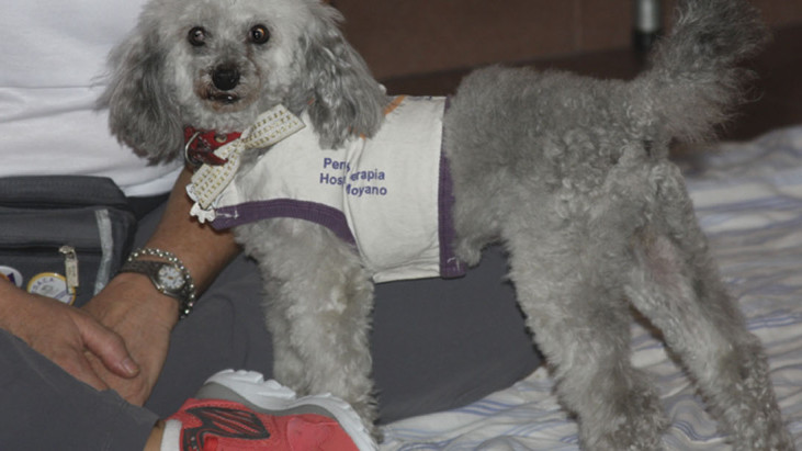 TOACA: Terapia asistida con animales
