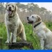 labrador-breed-dogs-animal