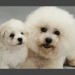 14003-Bichon-Frise-mother-and-cute-puppy