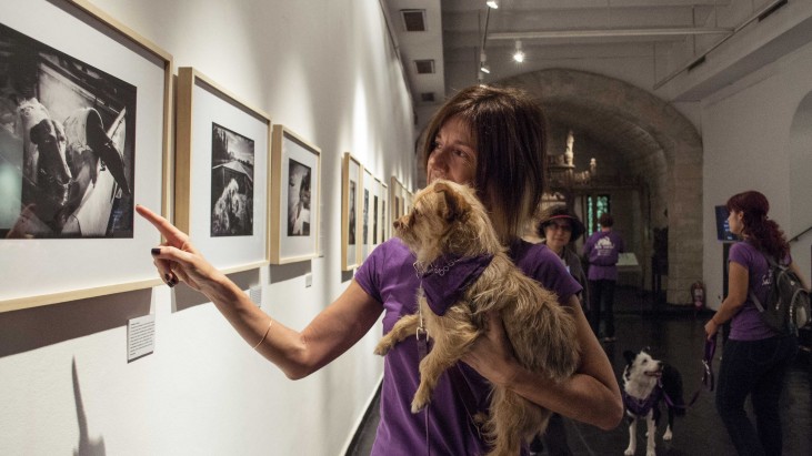 Perros sueltos en el museo: primera exposición de arte pet friendly